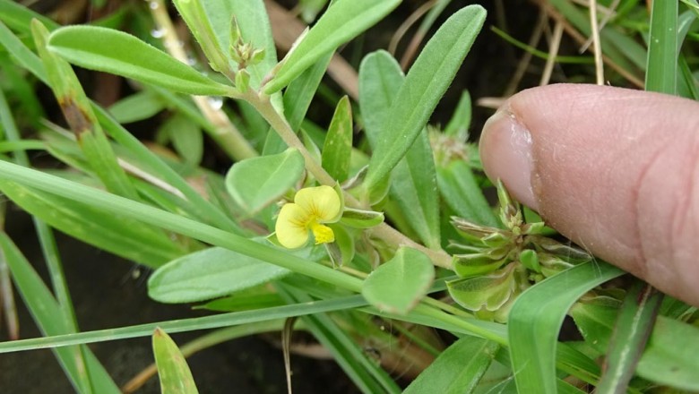 Cây Viễn chí hoa nhỏ. Polygala arvensis Willd - Cây Thuốc Nam Quanh Ta